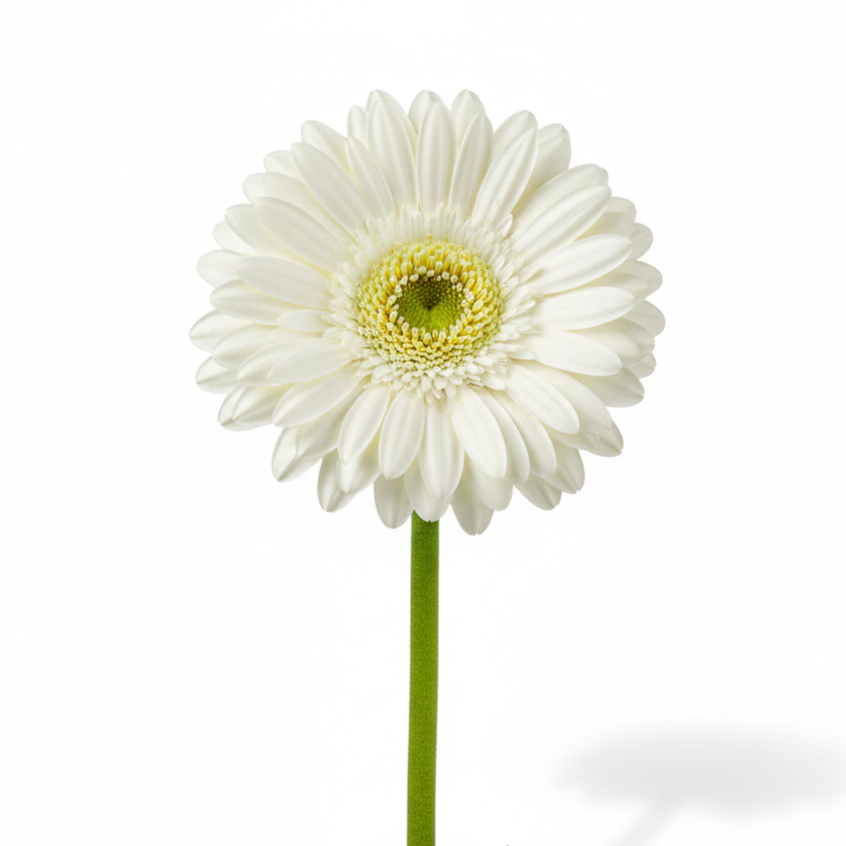 Gerbera Blanca