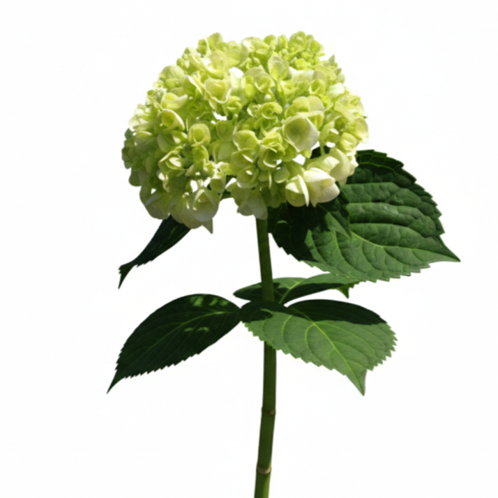 Hortencia verde