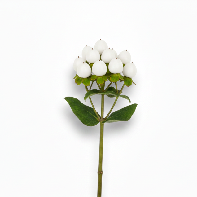 Hiperycum blanco